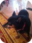 Miniature Pinscher Mix Dog for Sale in Marlton, New Jersey - Coco Miniature Pinscher Mix Dog for Sale in Marlton, New Jersey - Coco