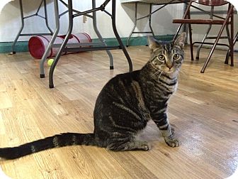 Domestic Shorthair Kitten for Sale in Speonk, New York - Teagan Domestic Shorthair Kitten for Sale in Speonk, New York - Teagan