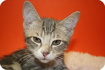 Domestic Shorthair Kitten for Sale in SILVER SPRING, Maryland - JULIAN Domestic Shorthair Kitten for Sale in SILVER SPRING, Maryland - JULIAN