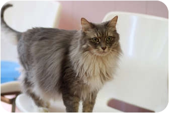 Domestic Longhair Cat for Sale in Chicago, Illinois - Ernestina Domestic Longhair Cat for Sale in Chicago, Illinois - Ernestina
