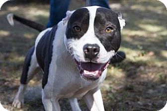 American Pit Bull Terrier Mix Dog for Sale in Gainesville, Florida - Baxter American Pit Bull Terrier Mix Dog for Sale in Gainesville, Florida - Baxter