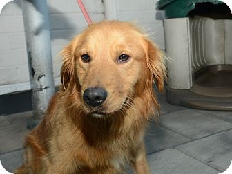 Golden Retriever Dog for Sale in New York, New York - Roy Golden Retriever Dog for Sale in New York, New York - Roy
