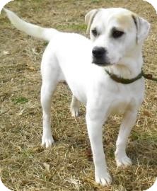 Terrier (Unknown Type, Small)/Labrador Retriever Mix Dog for Sale in Lincolnton, North Carolina - Baby Girl Terrier (Unknown Type, Small)/Labrador Retriever Mix Dog for Sale in Lincolnton, North Carolina - Baby Girl