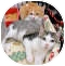 Domestic Shorthair Cat for Sale in Harrisburg, North Carolina - Mac Domestic Shorthair Cat for Sale in Harrisburg, North Carolina - Mac