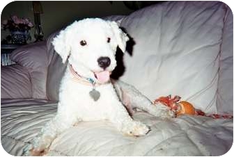 Poodle (Miniature) Dog for Sale in Melbourne, Florida - SARGE Poodle (Miniature) Dog for Sale in Melbourne, Florida - SARGE