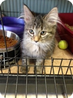 Domestic Mediumhair Kitten for Sale in Chippewa Falls, Wisconsin - Pam Domestic Mediumhair Kitten for Sale in Chippewa Falls, Wisconsin - Pam