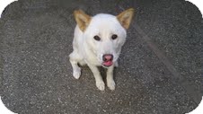 Jindo Mix Dog for Sale in San Diego, California - Buddy URGENT Jindo Mix Dog for Sale in San Diego, California - Buddy URGENT
