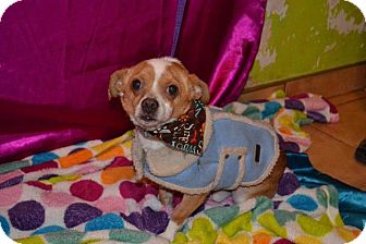 Chihuahua/Dachshund Mix Dog for Sale in San Diego, California - Firu Chihuahua/Dachshund Mix Dog for Sale in San Diego, California - Firu