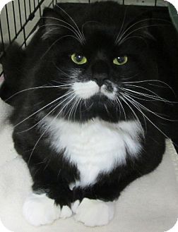 Domestic Longhair Cat for Sale in Plainville, Massachusetts - Mittens Domestic Longhair Cat for Sale in Plainville, Massachusetts - Mittens