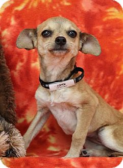 Chihuahua/Dachshund Mix Puppy for Sale in Broomfield, Colorado - Aspen Chihuahua/Dachshund Mix Puppy for Sale in Broomfield, Colorado - Aspen