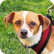 Chihuahua/Dalmatian Mix Dog for Sale in San Diego, California - Mario Chihuahua/Dalmatian Mix Dog for Sale in San Diego, California - Mario