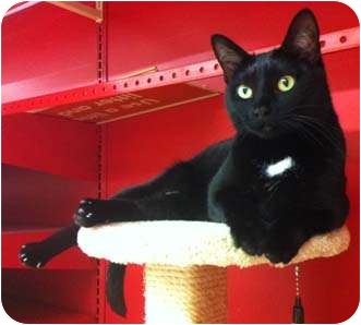 Domestic Shorthair Cat for Sale in Merrifield, Virginia - Abigail Domestic Shorthair Cat for Sale in Merrifield, Virginia - Abigail