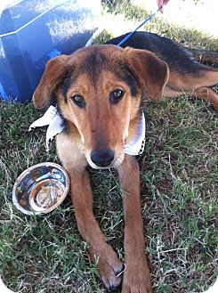 German Shepherd Dog/Collie Mix Puppy for Sale in Pocahontas, Arkansas - Blaine German Shepherd Dog/Collie Mix Puppy for Sale in Pocahontas, Arkansas - Blaine