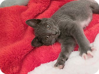 Domestic Shorthair Kitten for Sale in New York, New York - Leslie Domestic Shorthair Kitten for Sale in New York, New York - Leslie