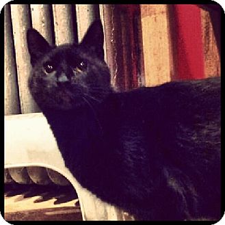 Domestic Shorthair Cat for Sale in Chicago, Illinois - Sophie Domestic Shorthair Cat for Sale in Chicago, Illinois - Sophie
