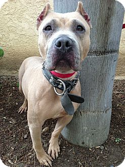 American Bulldog/American Pit Bull Terrier Mix Dog for Sale in San Diego, California - Jamie URGENT American Bulldog/American Pit Bull Terrier Mix Dog for Sale in San Diego, California - Jamie URGENT