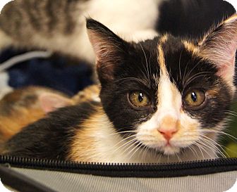 Calico Kitten for Sale in Colorado Springs, Colorado - Judy Calico Kitten for Sale in Colorado Springs, Colorado - Judy
