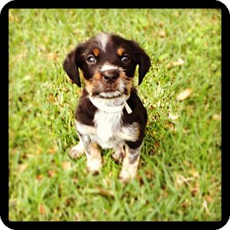 Bernese Mountain Dog/Rottweiler Mix Puppy for Sale in Torrance, California - FRIDA Bernese Mountain Dog/Rottweiler Mix Puppy for Sale in Torrance, California - FRIDA