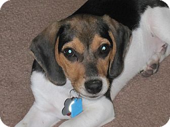 Beagle Puppy for Sale in Houston, Texas - Gator Beagle Puppy for Sale in Houston, Texas - Gator