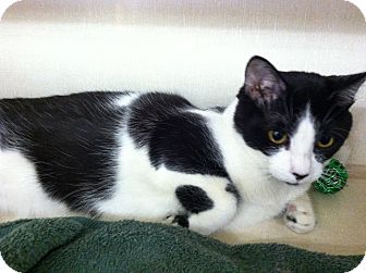 Domestic Shorthair Cat for Sale in Riverhead, New York - Deedle Domestic Shorthair Cat for Sale in Riverhead, New York - Deedle