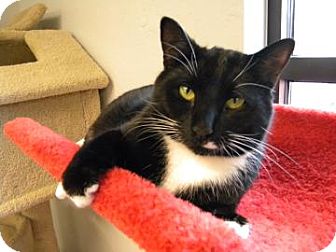 Domestic Shorthair Cat for Sale in Gainesville, Florida - Franklin Domestic Shorthair Cat for Sale in Gainesville, Florida - Franklin