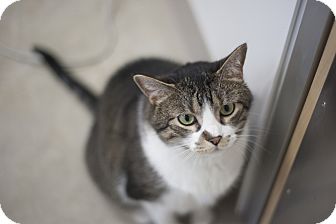 Domestic Shorthair Cat for Sale in Chicago, Illinois - Cooper Domestic Shorthair Cat for Sale in Chicago, Illinois - Cooper