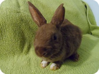 Mini Rex Mix for Sale in Hillside, New Jersey - Tiny Mini Rex Mix for Sale in Hillside, New Jersey - Tiny