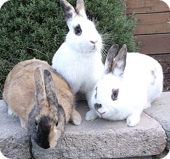 Other/Unknown Mix for Sale in Bonita, California - Jazmin, Lilly, Olive Other/Unknown Mix for Sale in Bonita, California - Jazmin, Lilly, Olive