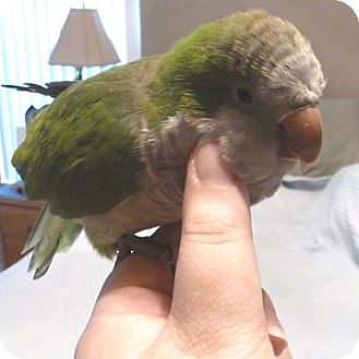 Parakeet - Quaker for Sale in Tampa, Florida - Bailey Parakeet - Quaker for Sale in Tampa, Florida - Bailey