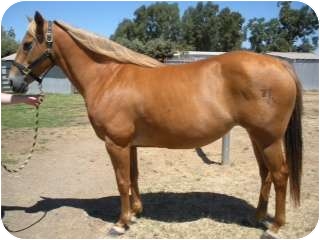Quarterhorse/Other/Unknown Mix for Sale in El Dorado Hills, California - Takela Quarterhorse/Other/Unknown Mix for Sale in El Dorado Hills, California - Takela