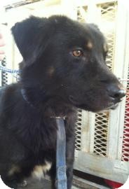 Australian Shepherd Mix Dog for Sale in Gainesville, Florida - Chuck Australian Shepherd Mix Dog for Sale in Gainesville, Florida - Chuck