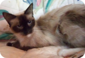 Ragdoll Cat for Sale in Ennis, Texas - Hanna Ragdoll Cat for Sale in Ennis, Texas - Hanna