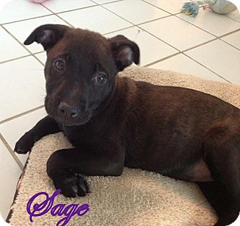 American Bulldog/Labrador Retriever Mix Puppy for Sale in Dry Branch, Georgia - Sage American Bulldog/Labrador Retriever Mix Puppy for Sale in Dry Branch, Georgia - Sage