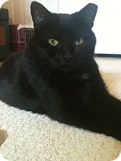 Domestic Shorthair Cat for Sale in Jenkintown, Pennsylvania - Beauty Domestic Shorthair Cat for Sale in Jenkintown, Pennsylvania - Beauty