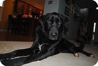Labrador Retriever/Great Pyrenees Mix Dog for Sale in Brattleboro, Vermont - Dorothy Labrador Retriever/Great Pyrenees Mix Dog for Sale in Brattleboro, Vermont - Dorothy