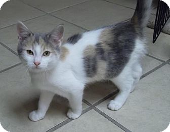 Domestic Shorthair Kitten for Sale in Grand Rapids, Michigan - Taelyn Domestic Shorthair Kitten for Sale in Grand Rapids, Michigan - Taelyn