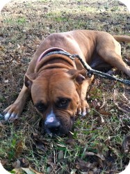 Boxer Mix Dog for Sale in Newtown, Connecticut - Big Boy Roy Boxer Mix Dog for Sale in Newtown, Connecticut - Big Boy Roy