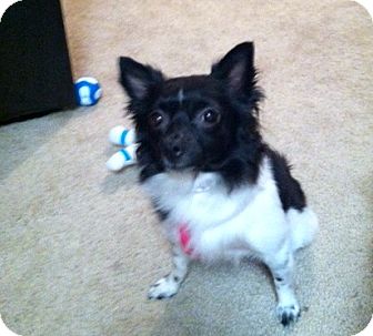 Pomeranian/Chihuahua Mix Dog for Sale in Phoenix, Arizona - Sweet Pea Pomeranian/Chihuahua Mix Dog for Sale in Phoenix, Arizona - Sweet Pea