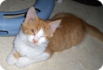 Domestic Mediumhair Kitten for Sale in Richmond, Virginia - Cheyenne Domestic Mediumhair Kitten for Sale in Richmond, Virginia - Cheyenne