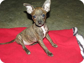 Boston Terrier/Chihuahua Mix Puppy for Sale in Somers, Connecticut - Bridget - Cute as a bug! Boston Terrier/Chihuahua Mix Puppy for Sale in Somers, Connecticut - Bridget - Cute as a bug!