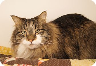Maine Coon Cat for Sale in Colorado Springs, Colorado - Maverick Maine Coon Cat for Sale in Colorado Springs, Colorado - Maverick