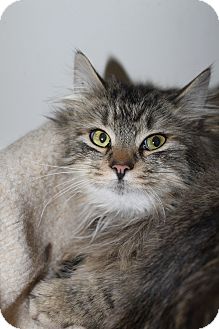 Maine Coon Cat for Sale in North Branford, Connecticut - Marcus Maine Coon Cat for Sale in North Branford, Connecticut - Marcus