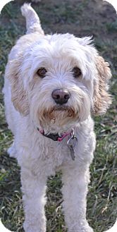 Cockapoo/Poodle (Miniature) Mix Dog for Sale in Simi Valley, California - Maggie Cockapoo/Poodle (Miniature) Mix Dog for Sale in Simi Valley, California - Maggie