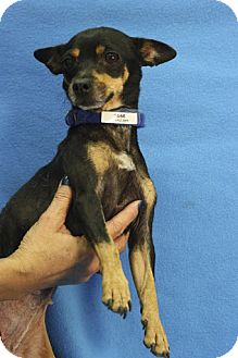 Chihuahua Mix Dog for Sale in Broomfield, Colorado - Susie Chihuahua Mix Dog for Sale in Broomfield, Colorado - Susie