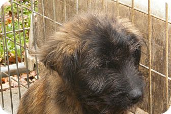 Terrier (Unknown Type, Medium)/Terrier (Unknown Type, Small) Mix Puppy for Sale in shelton, Connecticut - Louie Terrier (Unknown Type, Medium)/Terrier (Unknown Type, Small) Mix Puppy for Sale in shelton, Connecticut - Louie