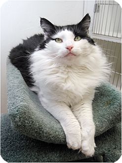 Domestic Mediumhair Cat for Sale in Salem, New Hampshire - Joe Domestic Mediumhair Cat for Sale in Salem, New Hampshire - Joe