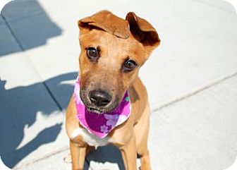 Pit Bull Terrier Mix Dog for Sale in Kettering, Ohio - Brandi Pit Bull Terrier Mix Dog for Sale in Kettering, Ohio - Brandi