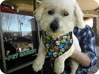 Bichon Frise/Poodle (Miniature) Mix Dog for Sale in Scottsdale, Arizona - Cloud Bichon Frise/Poodle (Miniature) Mix Dog for Sale in Scottsdale, Arizona - Cloud