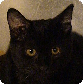 Domestic Shorthair Kitten for Sale in El Cajon, California - Giggles Domestic Shorthair Kitten for Sale in El Cajon, California - Giggles