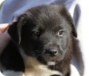 Labrador Retriever Mix Puppy for Sale in Marlton, New Jersey - Baby Vanna Labrador Retriever Mix Puppy for Sale in Marlton, New Jersey - Baby Vanna